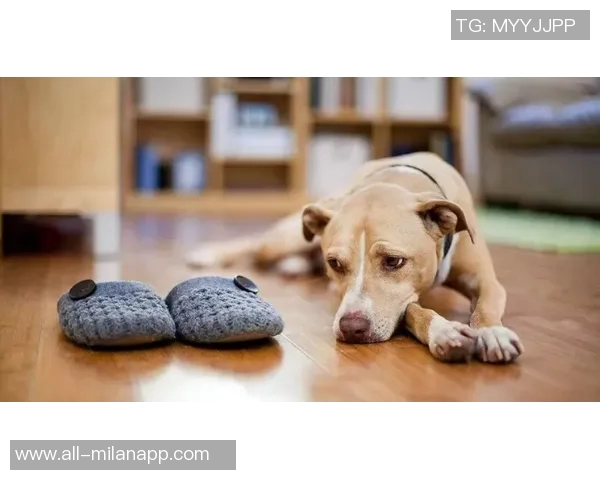 被麦卡甩后一个月他与我的朋友同居还带走了我的狗